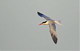 Elegant Tern